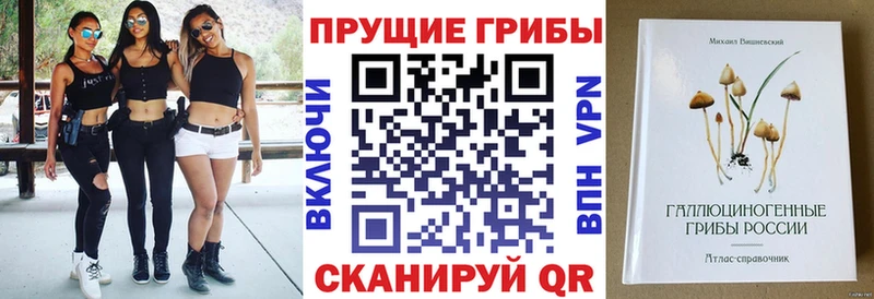 Купить  Стародуб  Галлюциногенные грибы Cubensis 